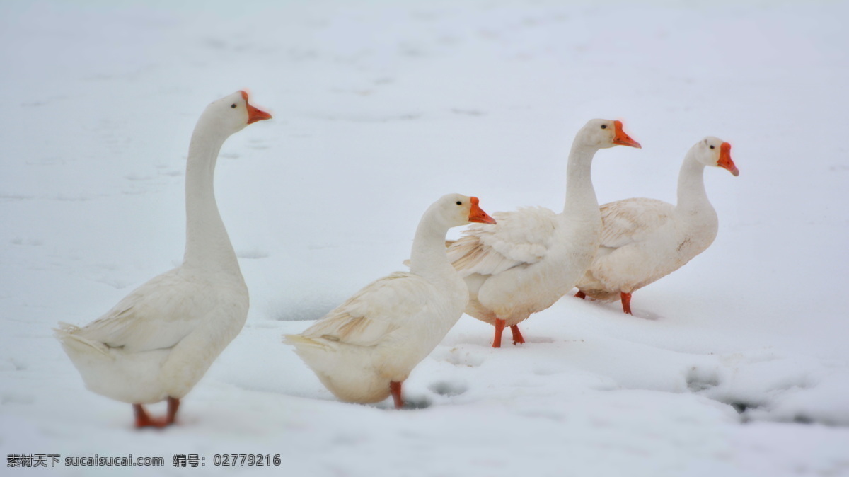 乡村大白鹅 冰雪白鹅 大白鹅 鹅 家禽 乡村散养鹅 家禽家畜 生物世界