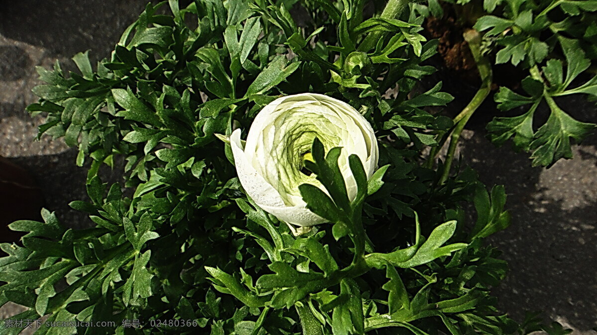 春天 花朵 白花 春天的花朵 花瓣 花草 绿叶 生物世界 阴影 圈层 psd源文件