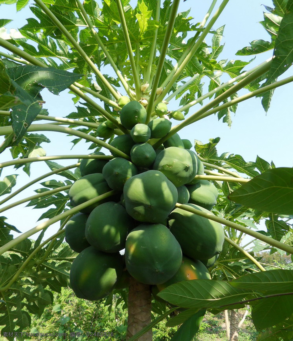 番木瓜 植物 果实