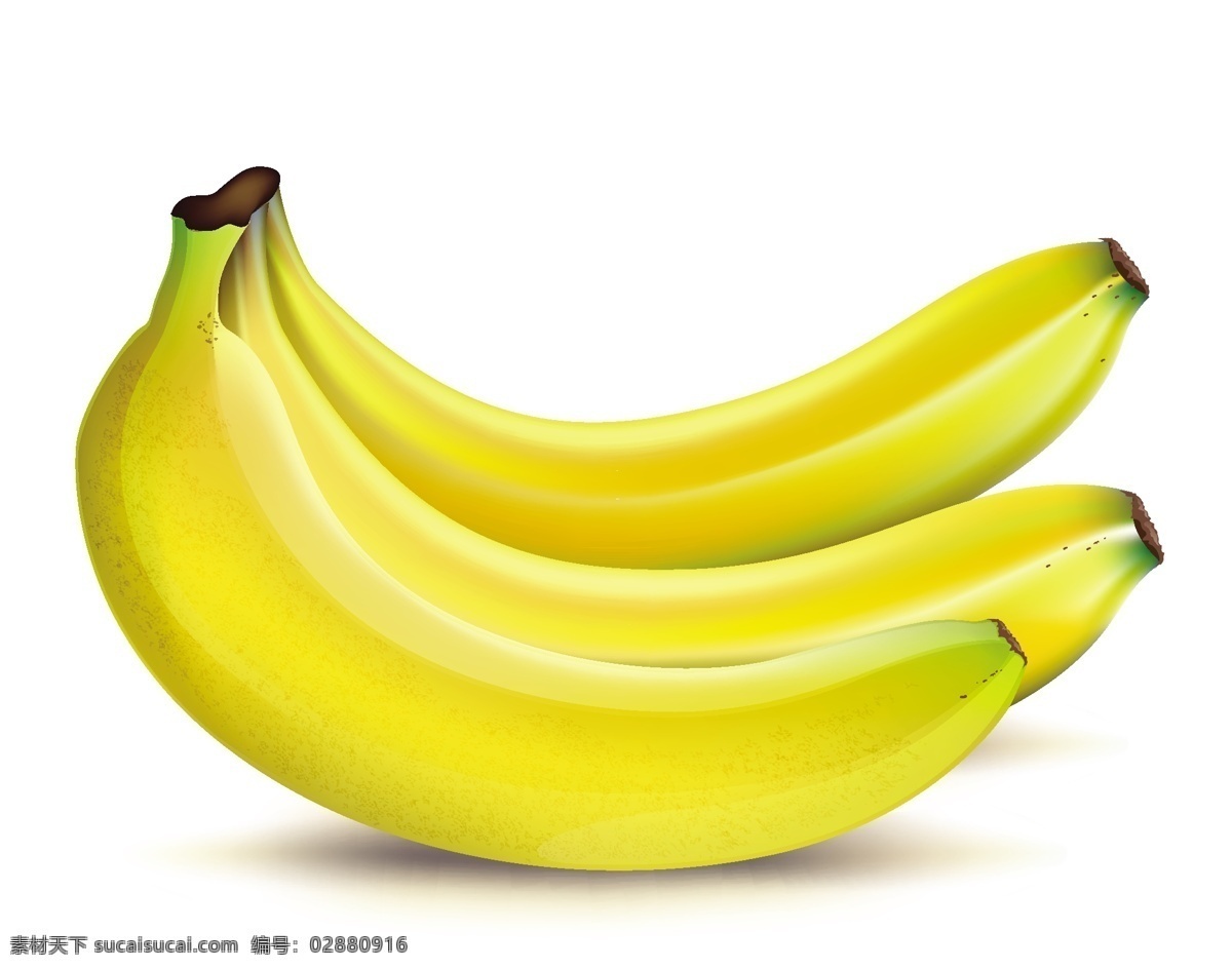 成熟 香蕉 成熟的 成熟的香蕉 矢量 成熟的向量 成熟的自由 成熟的果实 果实 向量 矢量图 其他矢量图