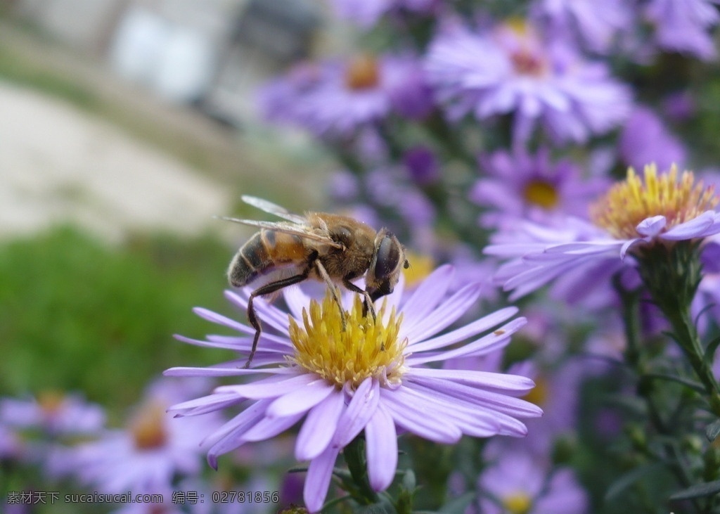 小蜜蜂采花 蜜蜂采蜜 小蜜蜂 蜜蜂 采蜜 翅膀 菊花 花瓣 花朵 花蕊 黄花 鲜花 花草 植物 昆虫 动物 生物世界