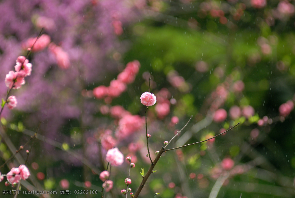 西湖春雨 西湖 春雨 小花 植物 枝头 花草 生物世界