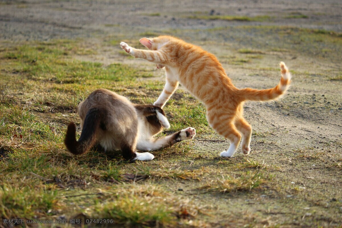 猫咪打架 猫咪 打架 小猫 草地 打滚