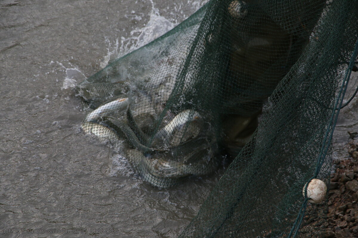 打鱼 网中之鱼 收获 鱼塘 丰盛 景观 生活百科 生活素材