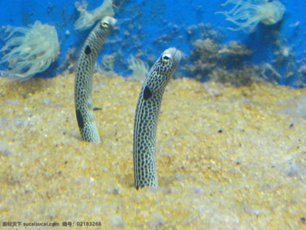 海底 鱼类 海底动物 海底生物 海底世界 海底图片 海洋生物 生物世界 石头 底鱼类 鱼群