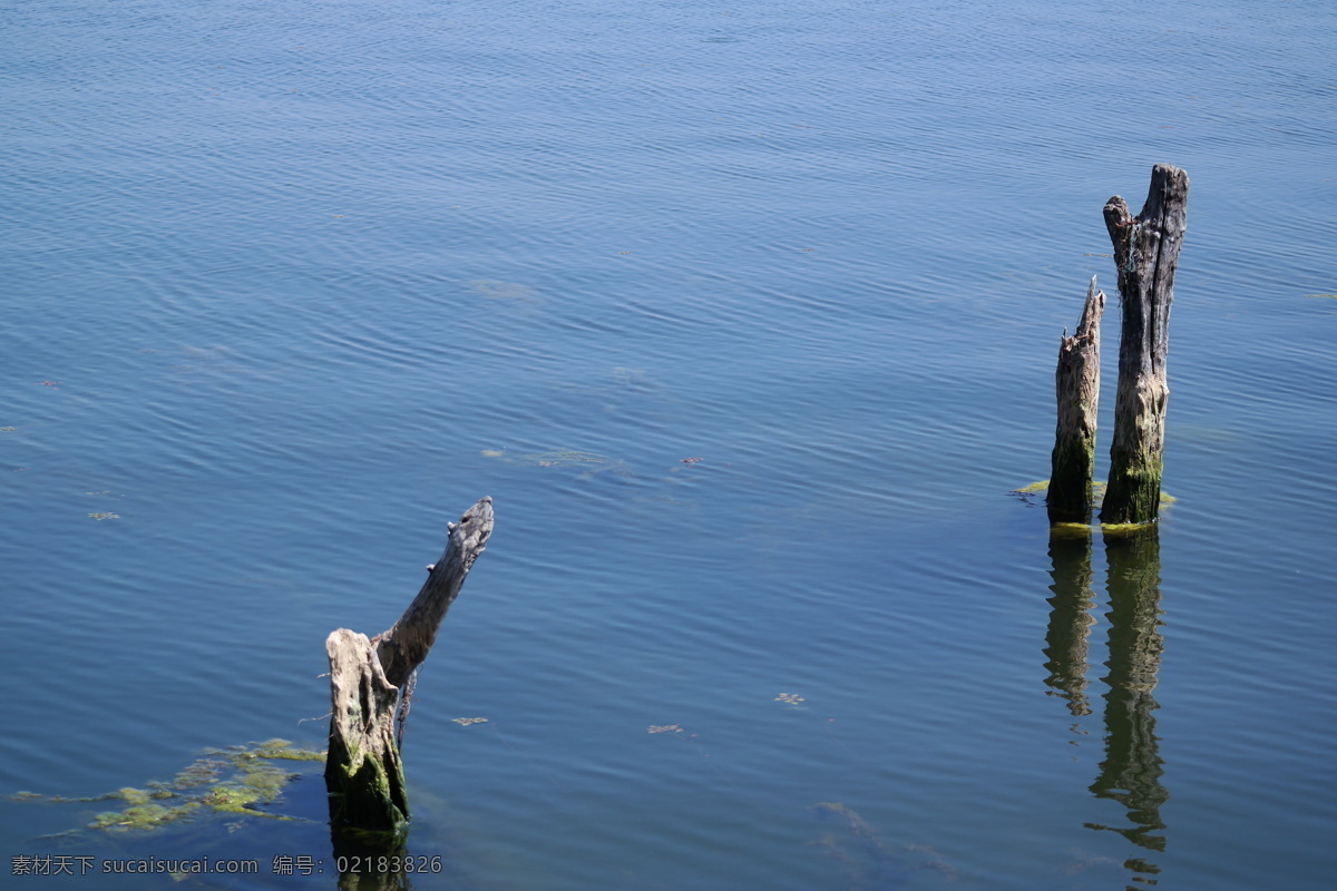 洱海 中 枯 木桩 云南 大理 枯木 湖水 水景 自然 旅游摄影 国内旅游