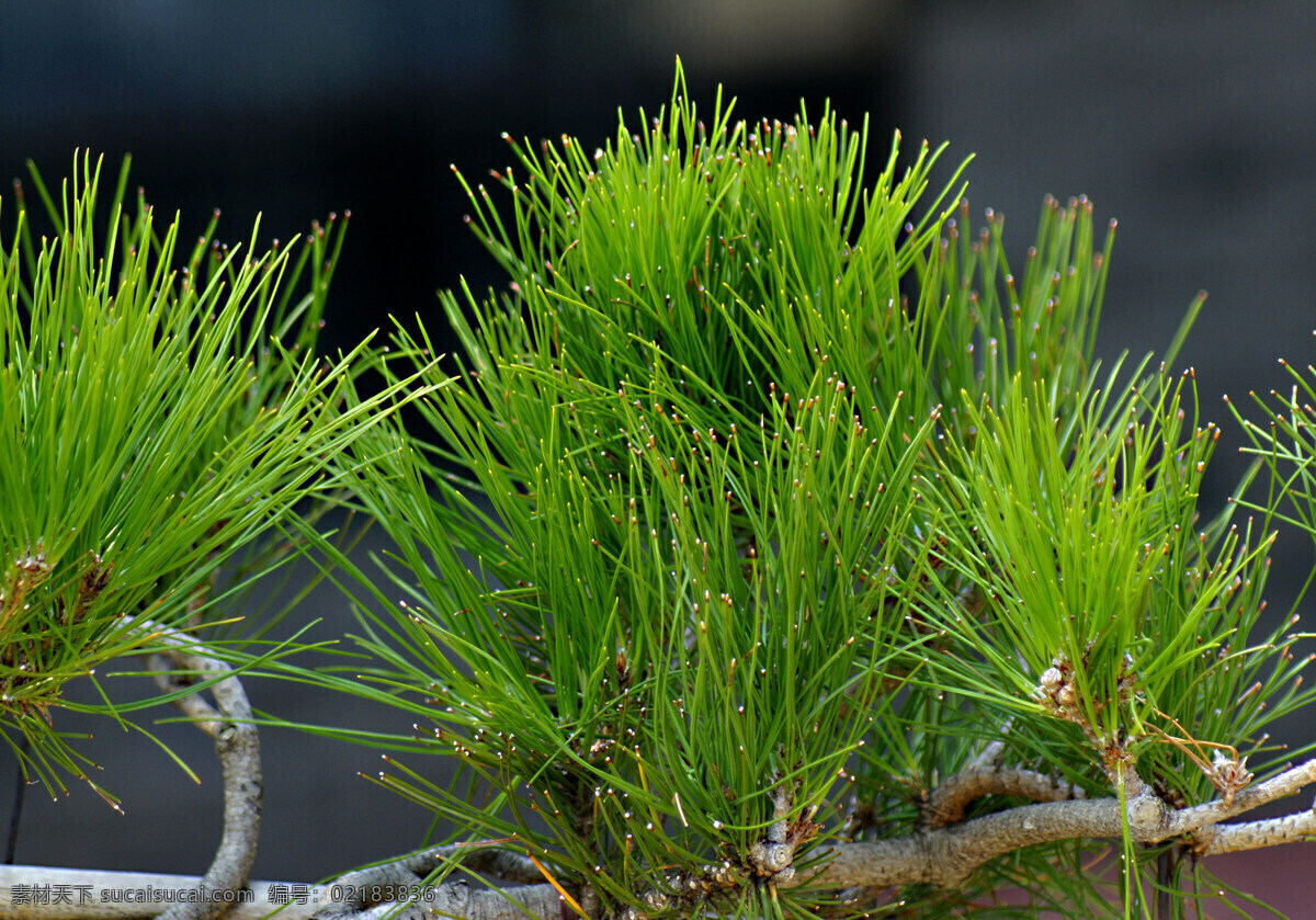 松 松枝 松树 盆景 树木 植物 生物世界 树木树叶