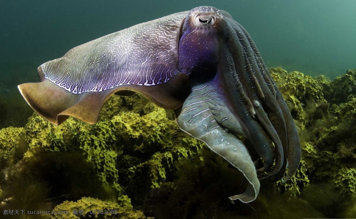 章鱼 墨斗鱼 鱿鱼 海鱼 鱼 海底世界 海底 海洋 海水 海洋生物摄影 海洋生物 生物世界 黑色