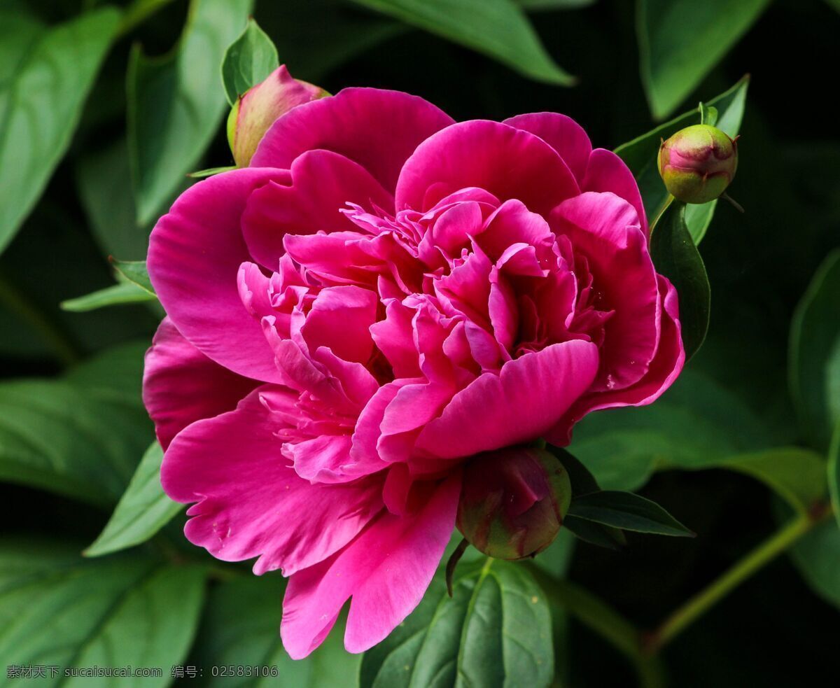 牡丹花 鲜花 花卉 花语 花之物语 园艺 园林 国色天香 国花 生物世界 花草