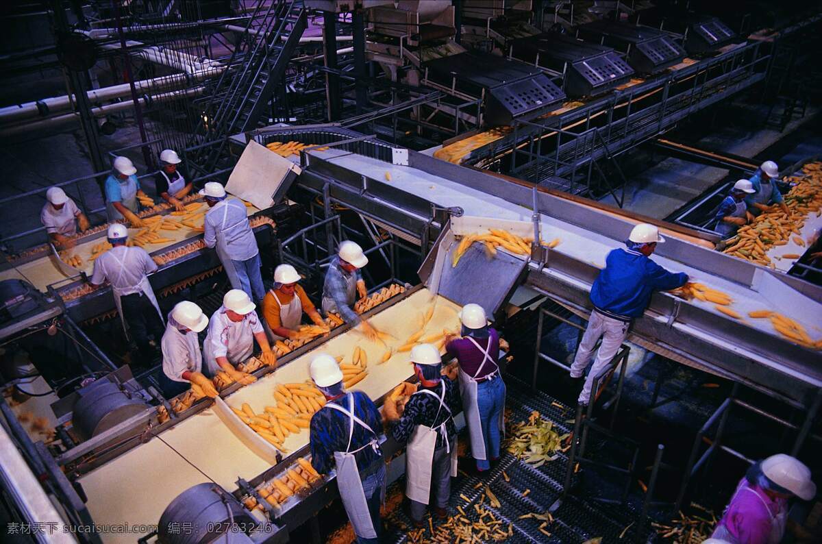 玉米 加工 生产线 机械 生产 工业 现代科技 工业生产