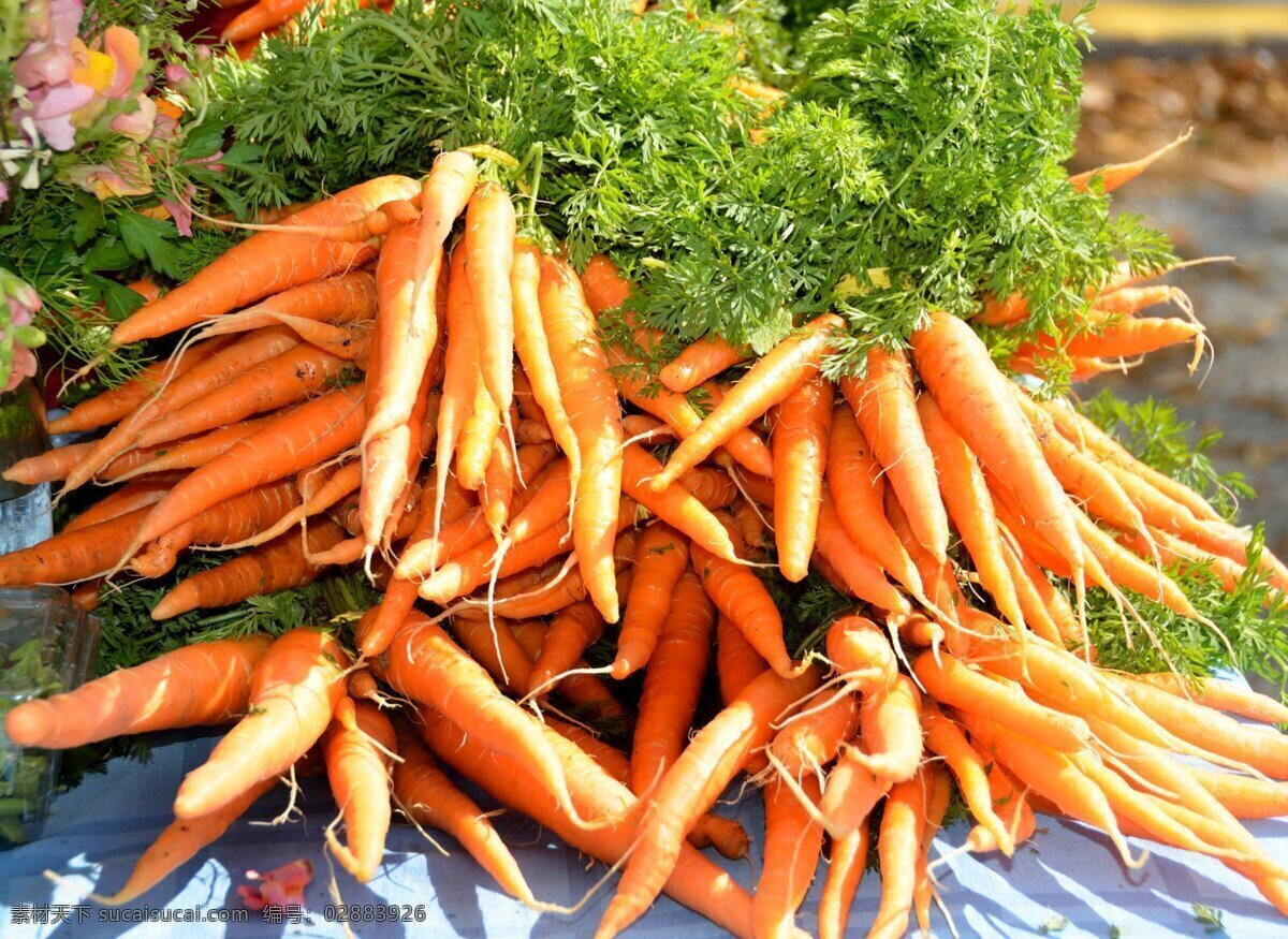 茁壮的胡萝卜 胡萝卜 胡萝卜蔬菜 罗卜 一堆萝卜 生物世界 蔬菜
