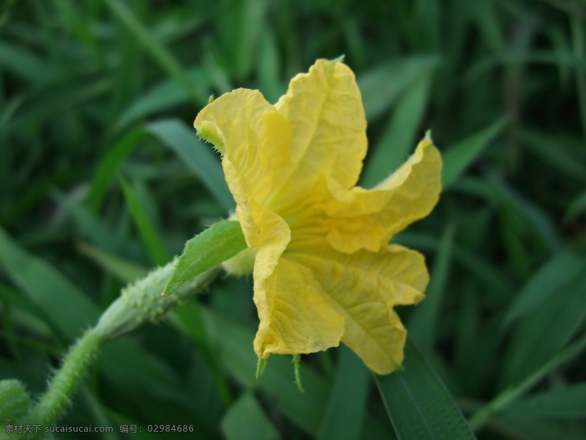 黄瓜花 黄色 黄瓜 花 花朵 花卉 鲜花 美丽 风景 春天 生物世界 花草 摄影图库