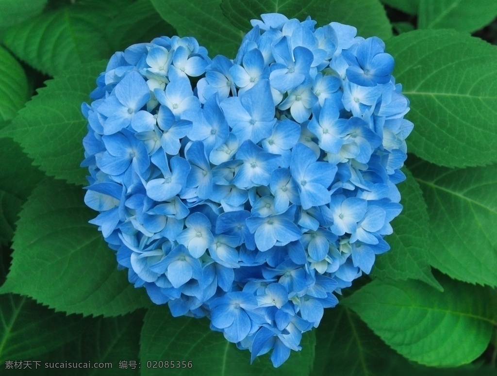 情人节 绣球 心形 符号 天蓝色 花卉 心形符号 新鲜花草 花朵 绣球花 生物世界 花草