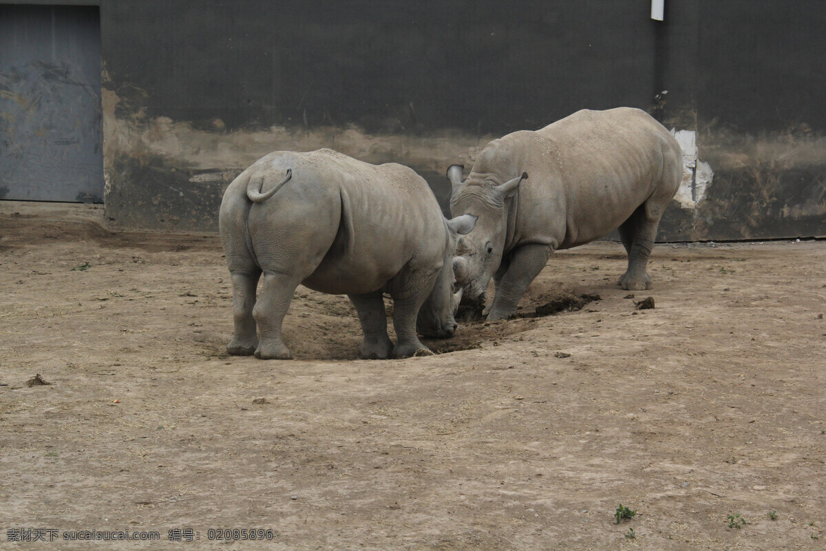 动物世界 犀牛 对战 东营动物园 争斗 生物世界 野生动物