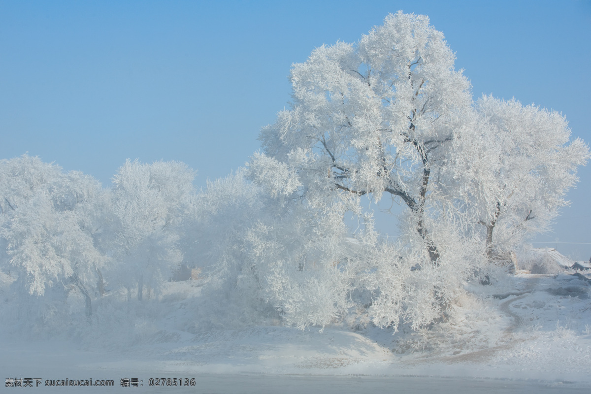 雪地雾凇 雪地 雪松 雾凇 白雪 厚雪 冰冻 霜雪 冰枝 冰冻的树枝 雪景 美丽雪景 雪地摄影 风景 自然风景 自然景观