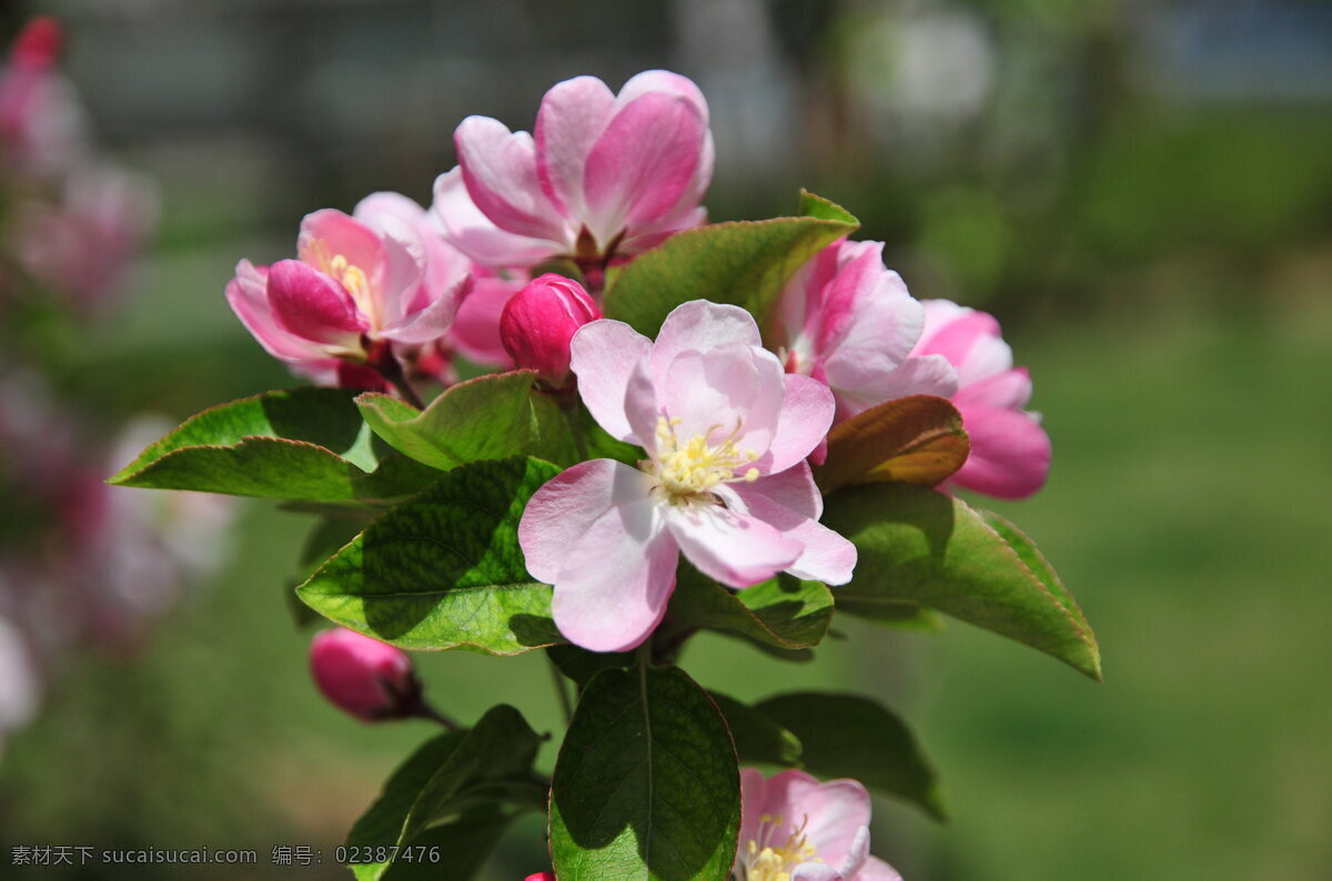 小果海棠花 小果海棠 海棠花 粉色花朵 鲜花 花朵