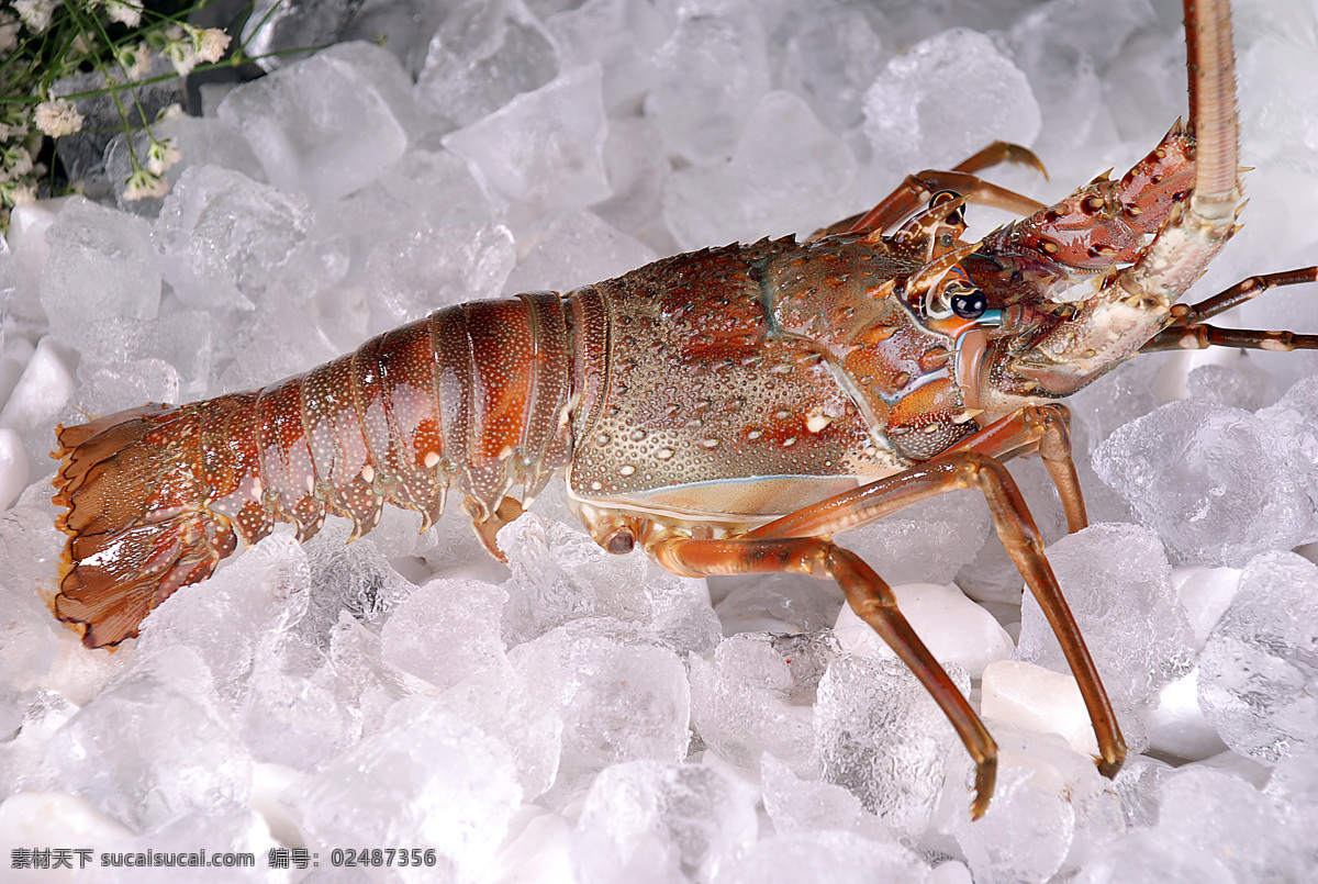龙虾仔 鲜活 海鲜 新鲜海产品 水产品 生物世界 鱼类