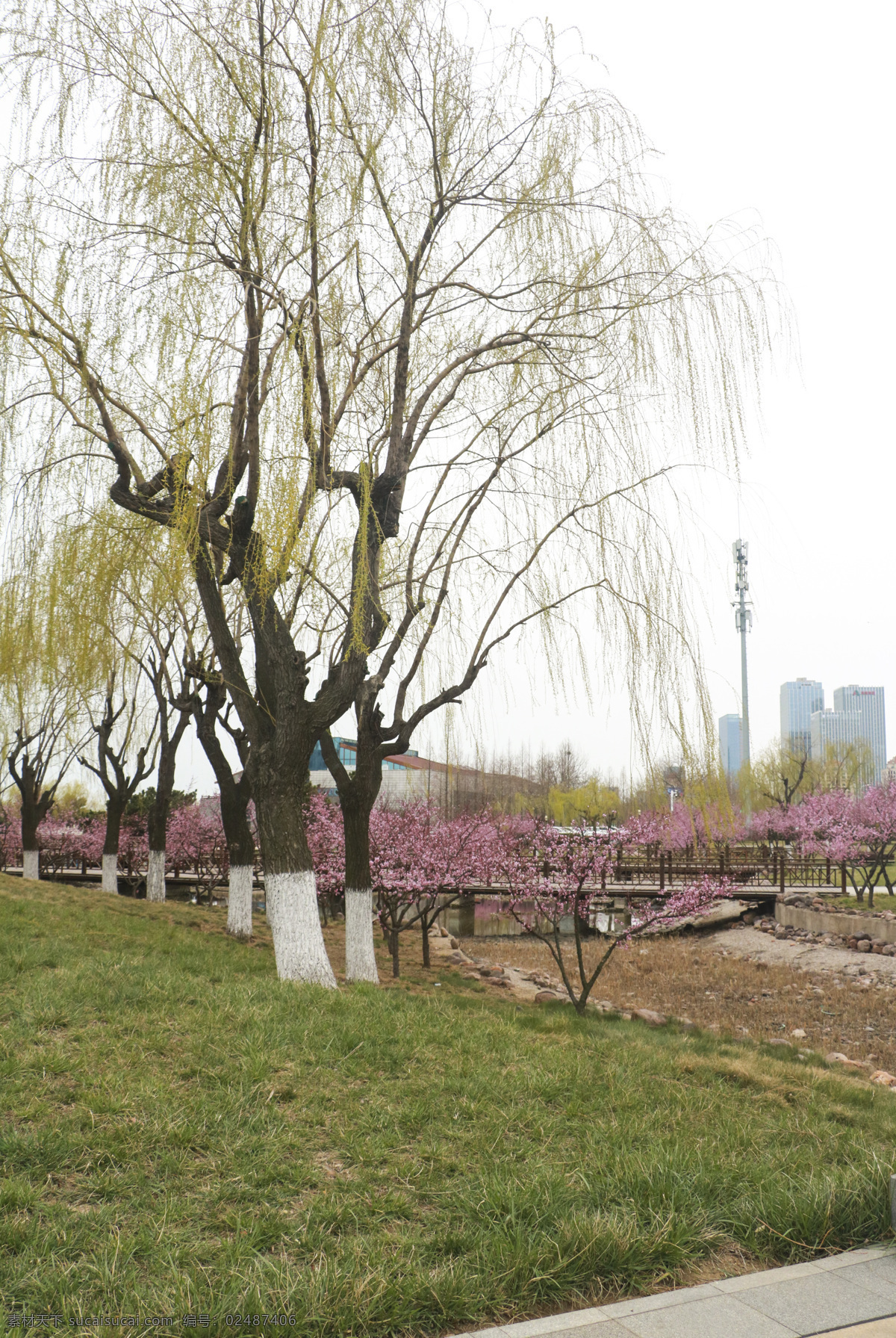 公园柳树 桃林 桃花 小路 公园 桃花背景 桃园 桃花岛 桃花摄影 桃园旅游 桃林小路 桃树 公园旅游 道路风景 桃花树 春暖花开 公园美景 樱花 分红樱花 公园景观 风光 风景 唐岛湾公园 柳树 垂柳 咏柳 春天 春季 溪水 景观 粉色花 花蕊 花草 桃花盛开 自然景观 自然风景