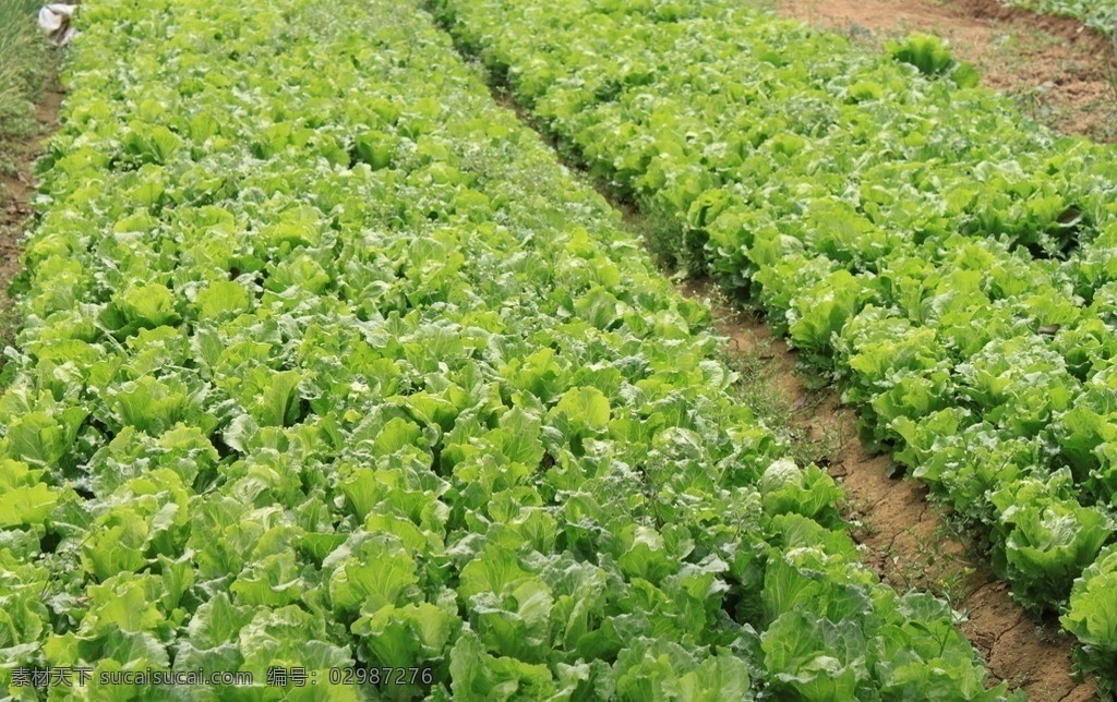 农场生菜 生菜 农场 深圳农场 青菜 蔬菜 田园风光 自然景观