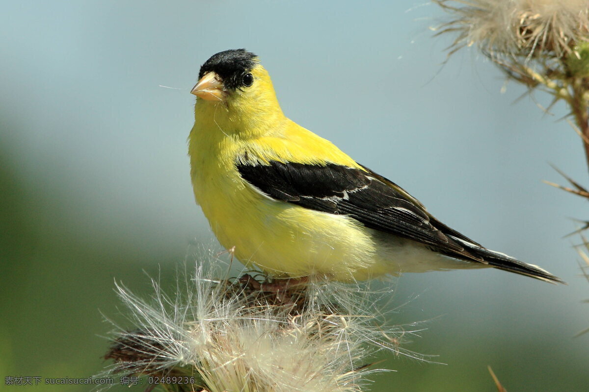 黄鹂 鸟 高清 鸟儿 小鸟 黄色 羽毛