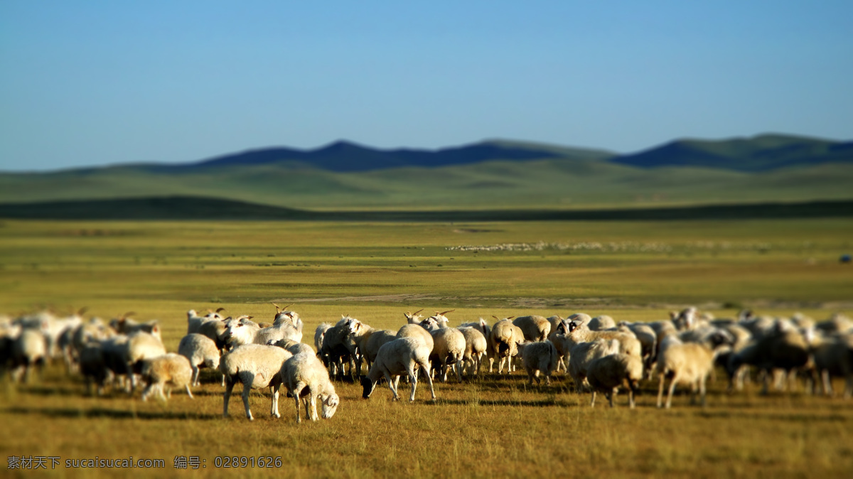 草原羊群 内蒙古 草原 羊群 牧羊 羊 大草原