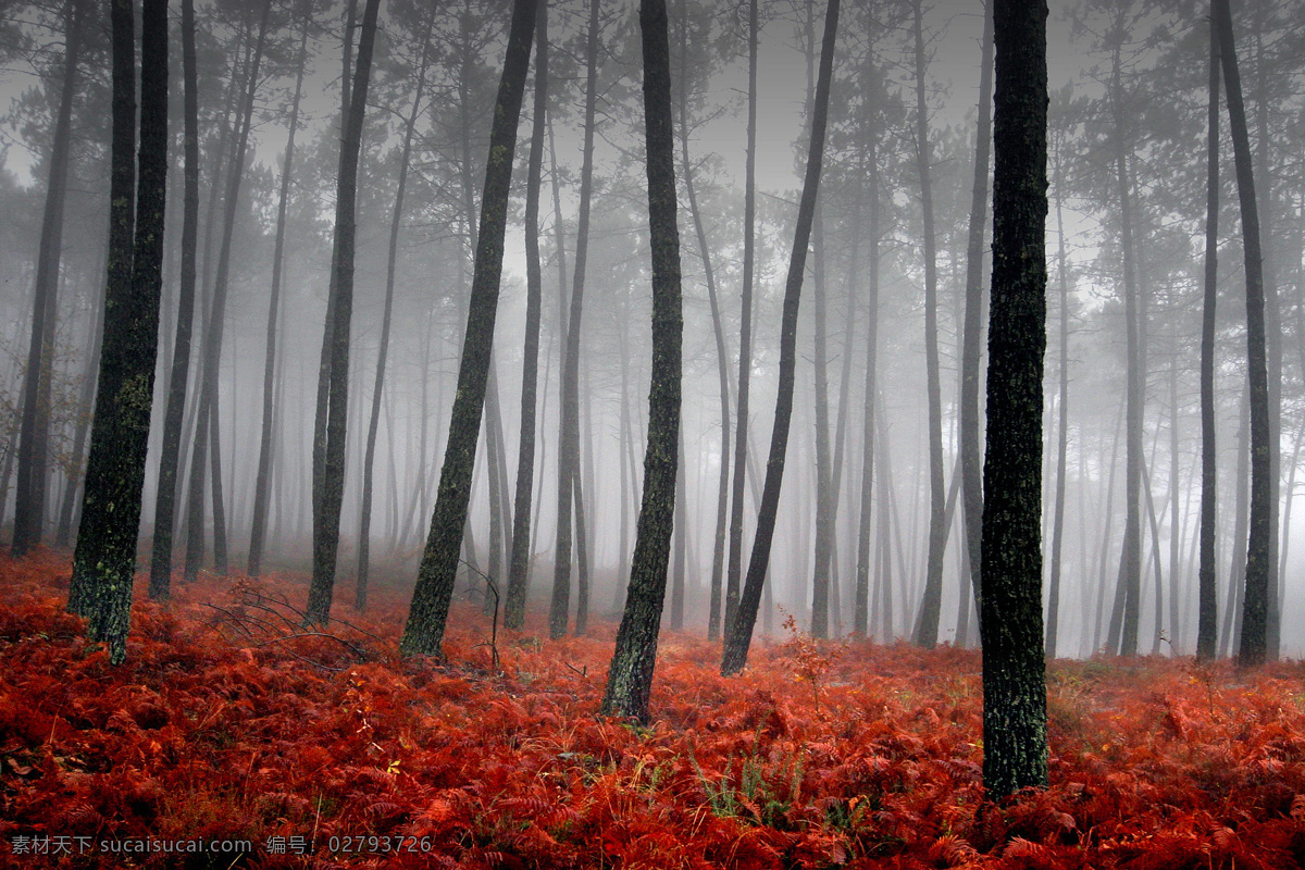 神秘 树林 生态 红色的草 树木 实用图片 精美图片 印刷适用 高清图片 创意图片 红树叶 落叶 自然景观 设计图库