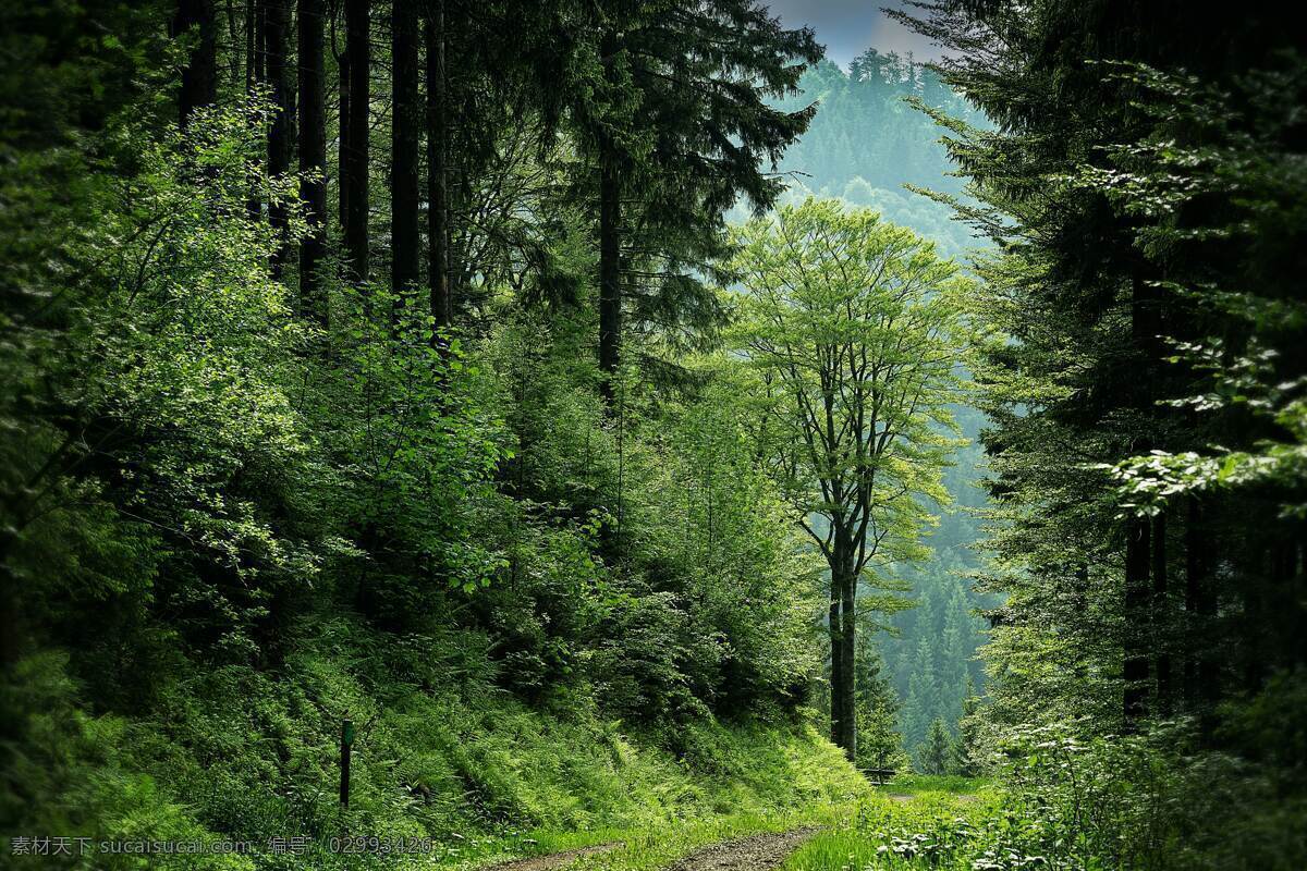 森林 户外 自然生态 背景 自然 生态 旅游 旅行 海报