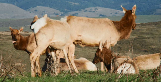 山上 吃 草 牛 动物 高清素材 费 山上吃草的牛 视频 动态 特效 背景