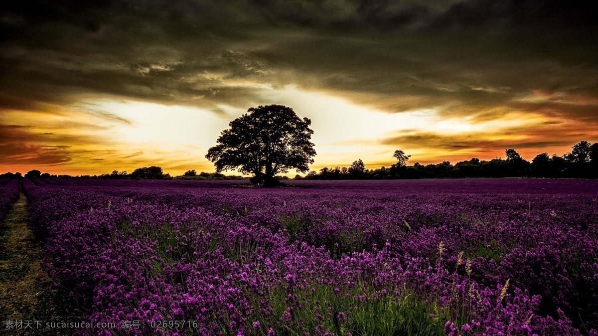 奇妙 日落 紫色 花 场 唯美 背景图片