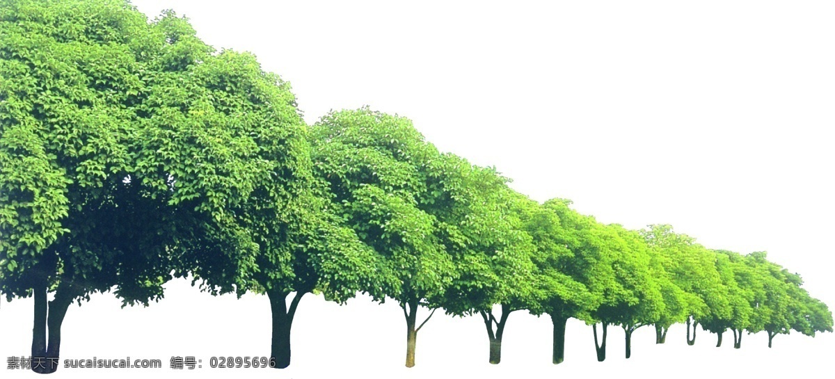 乔木 分层 大树 灌木 绿化 树木 园林设计 源文件 乔木素材下载 乔木模板下载 一排树 装饰素材 园林景观设计