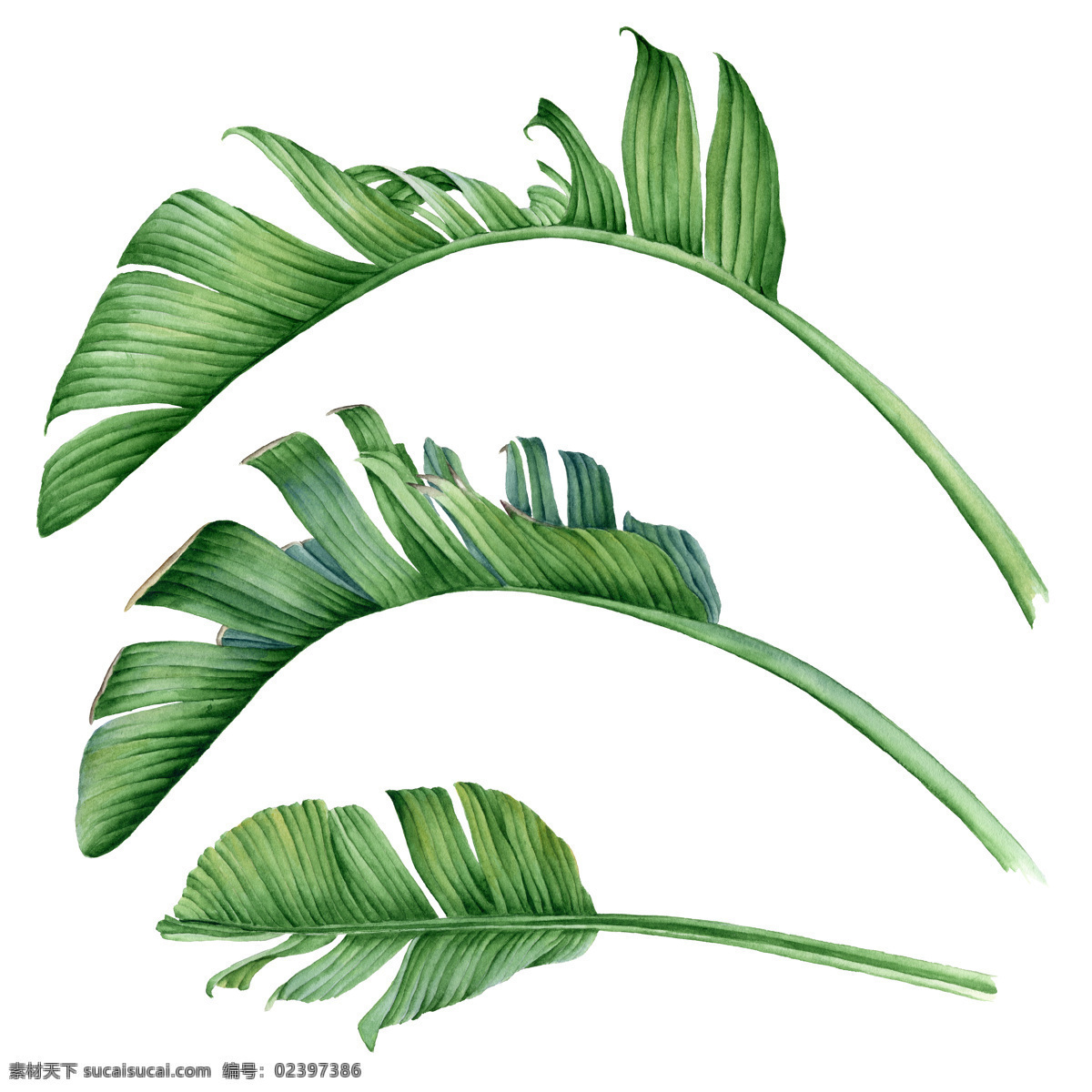 热带 植物 叶子 数码 印花