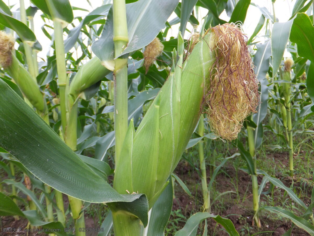 玉米 粗粮 田园 植物 玉米地 玉米杆 玉米棒 金黄色的玉米 绿色玉米田 蔬菜 健康 营养 食物 食品 粮食 农产品 绿色 玉米田 玉米丰收 田园风光 自然景观