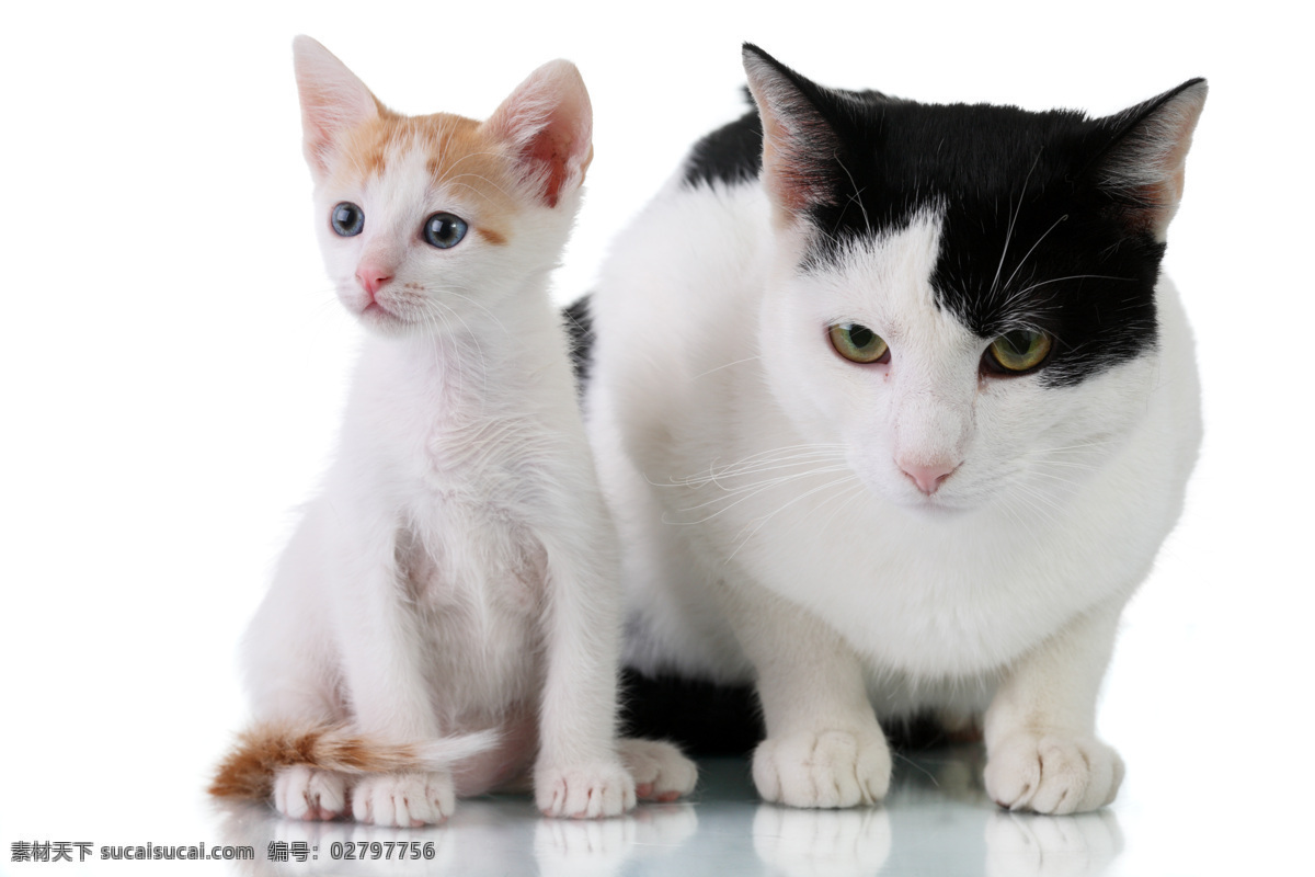 两 只 可爱 小 猫咪 小动物 宠物 小猫 小猫咪 大猫 两只猫 玩耍 高清图片 猫咪图片 生物世界