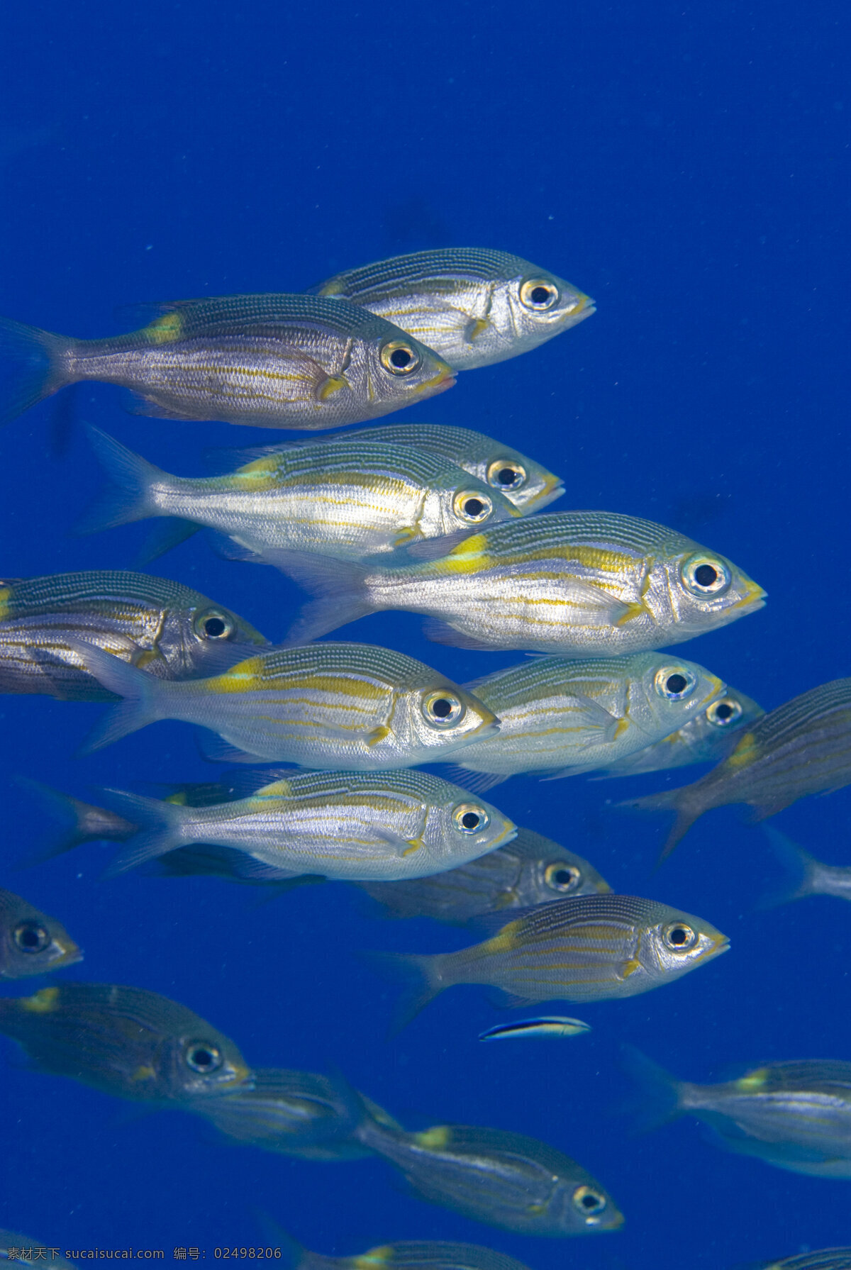 游泳的鱼 海底摄影 鱼群 海底世界 海底 海洋 大海 海中生物 自然界 鱼类 海鱼 海洋海边 自然景观 蓝色