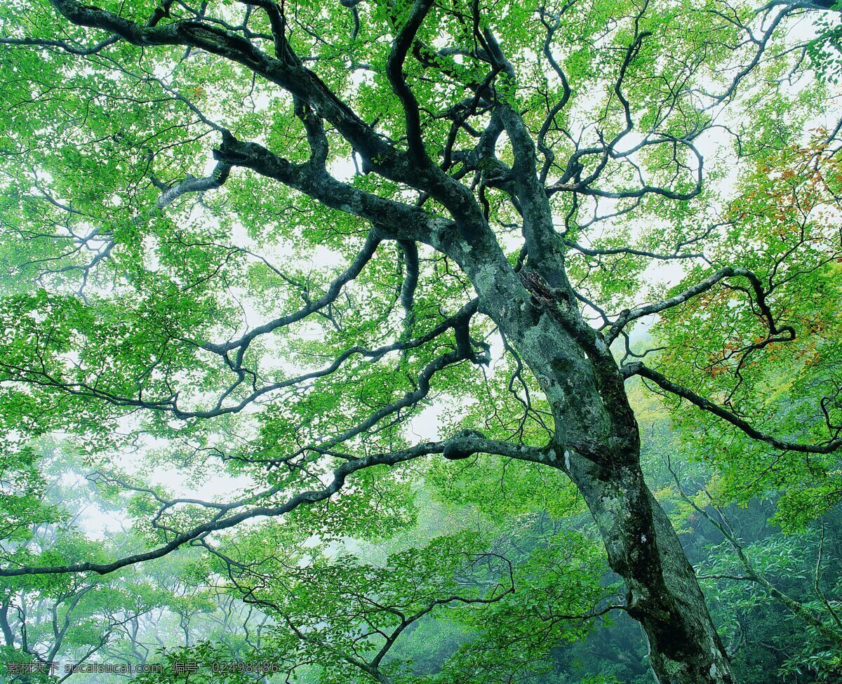 夏季景色
