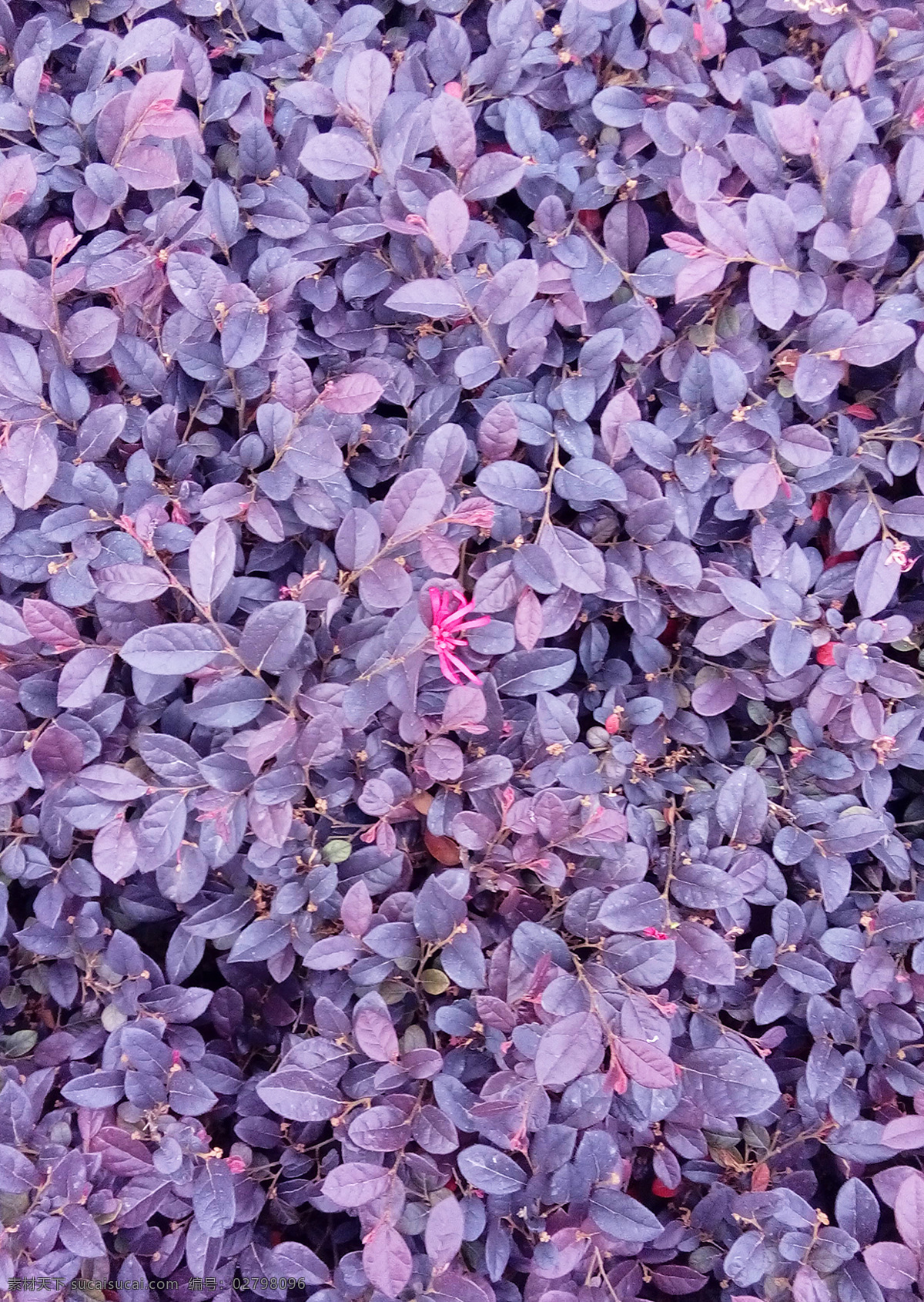 红花檵木 紫色 花 平面 顶视图花 叶子 生物世界 花草