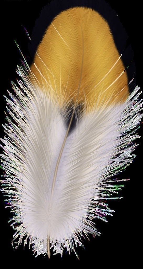 精美 羽毛 透明 背景 精美羽毛 生物世界 鸟类 设计图库