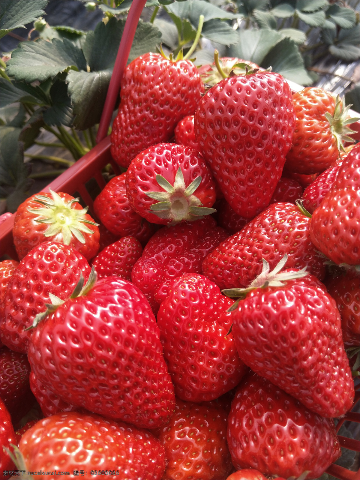 新鲜的草莓 草莓 新鲜 食物 诱人 可口 红色 美食天下 生物世界 水果