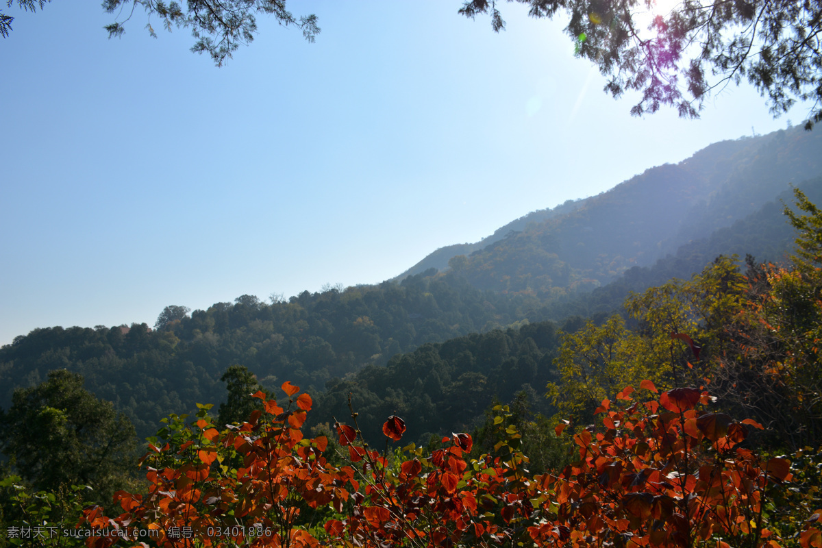 香山红叶 秋天 香山 红叶 山峰 晴朗 山川风景 生物世界 树木树叶