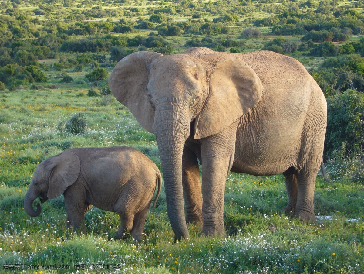 非洲大象 野生动物 动物 大型动物 陆地动物 野生大象 保护动物 珍稀动物 动物世界 动物园 生物世界 家禽家畜