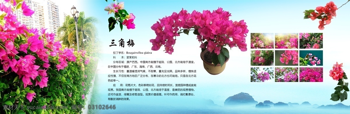 三角梅 鲜花 植物 花朵 山水 植物介绍 中国风 现代简约 写意 禅意 花素材 背景 背景墙