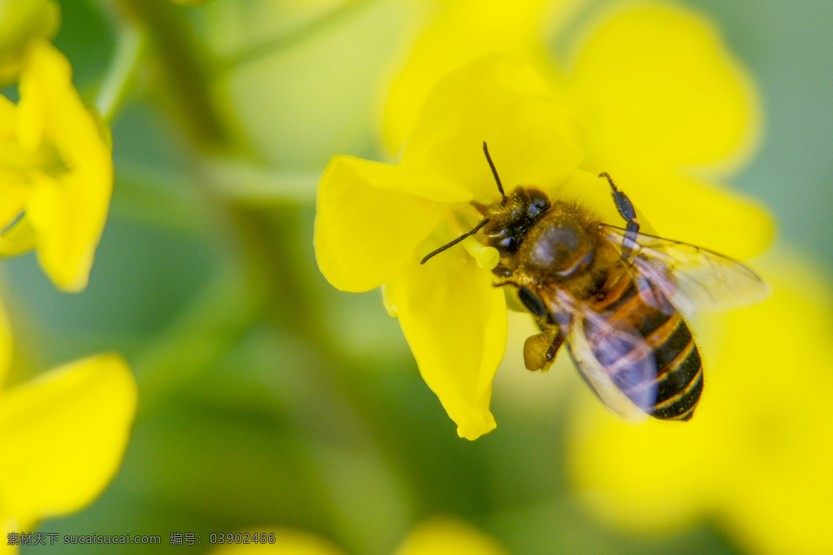 蜜蜂采蜜 蜜蜂 采蜜 黄色 绿色 春天 春季 春游 油菜花 自然景观 田园风光