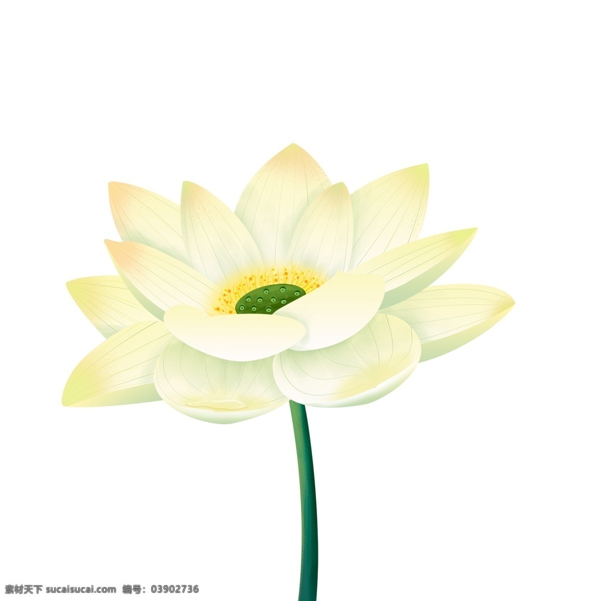 手绘 朵 荷花 植物 花卉 卡通 插画