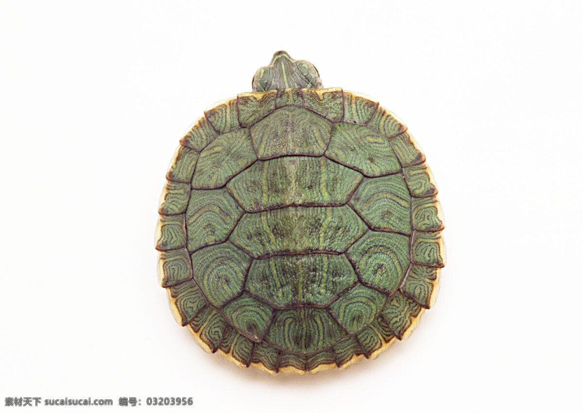 小 动物 动物世界 海龟 乌龟 小动物 千年乌龟 王八 生物世界