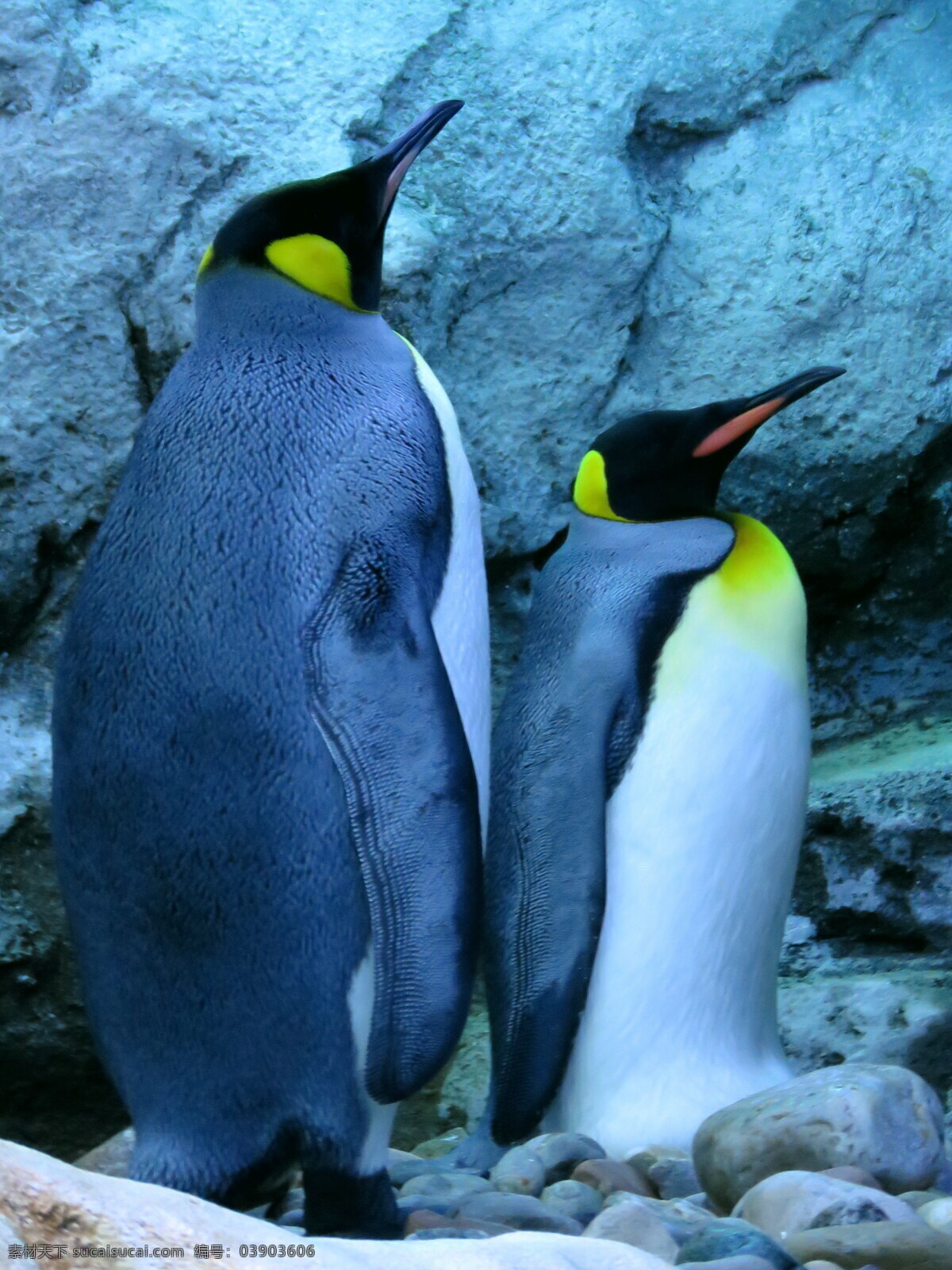 肥 企鹅 高清 肥企鹅 大小企鹅 南极企鹅 野生动物