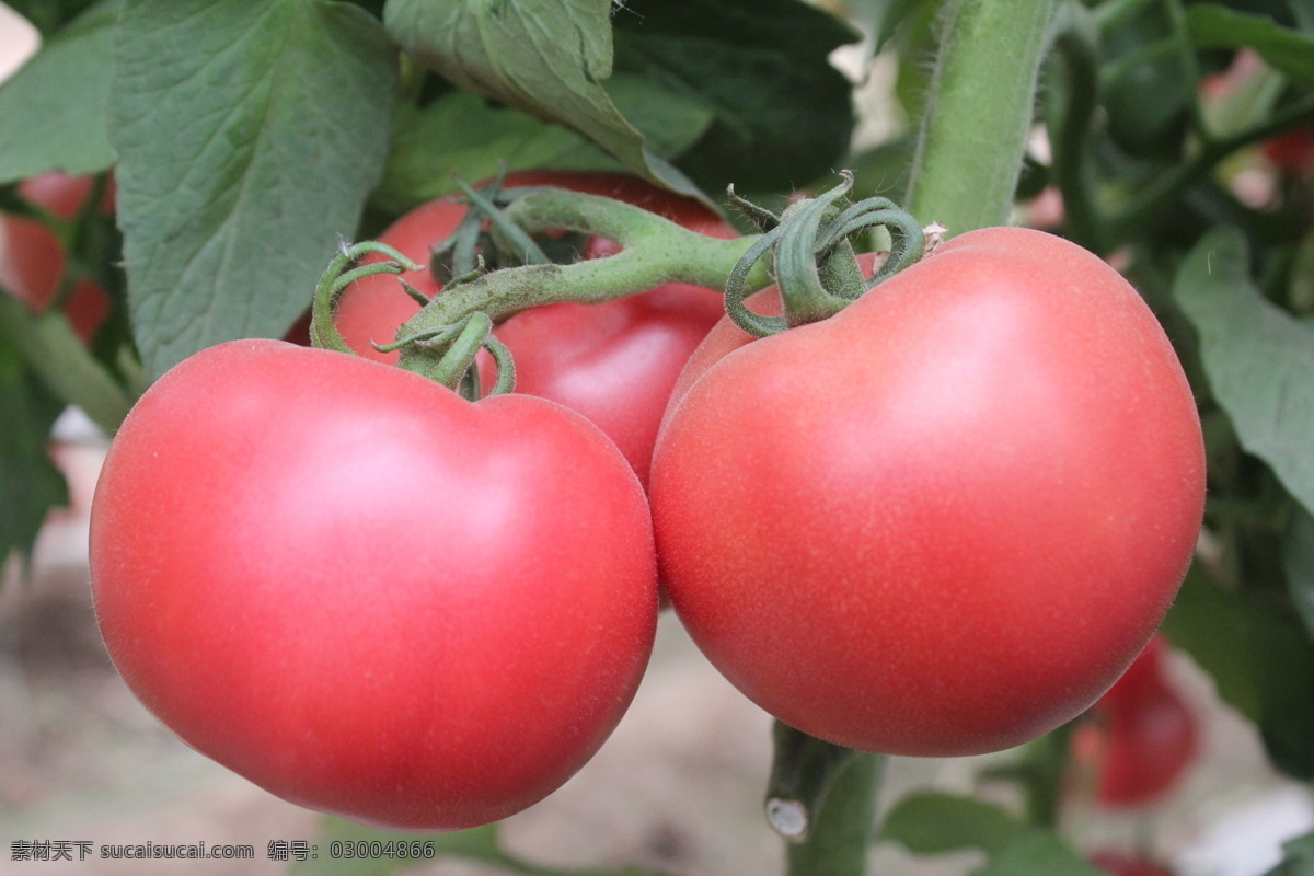 新鲜西红柿 红色西红柿 新鲜 写真 大棚西红柿 生物世界 蔬菜