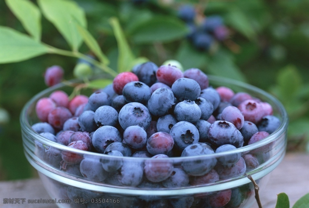 蓝莓图片 蓝莓 水果 果盘 新鲜水果 水果图片 生物世界