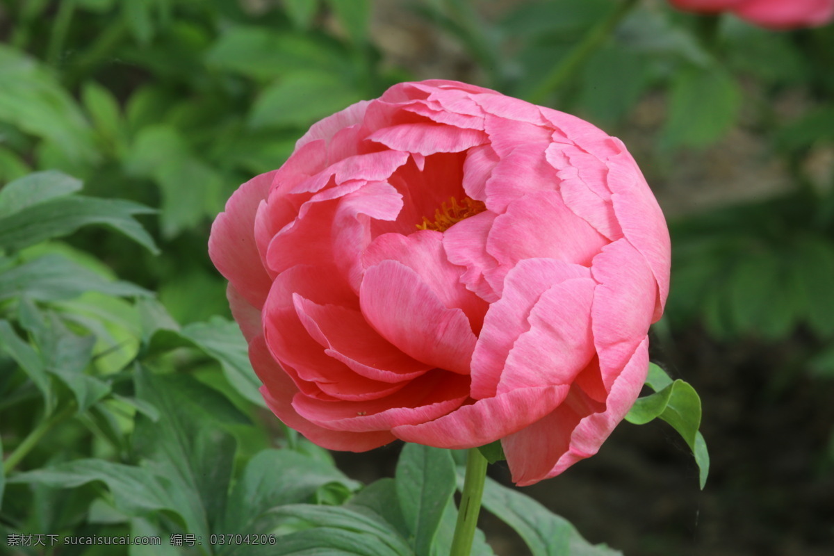 芍药花 芍药 将离 离草 花卉 花儿 花骨朵 花草 植物 园林绿化 绿化景观 花朵 花蕊 芍药牡丹 生物世界