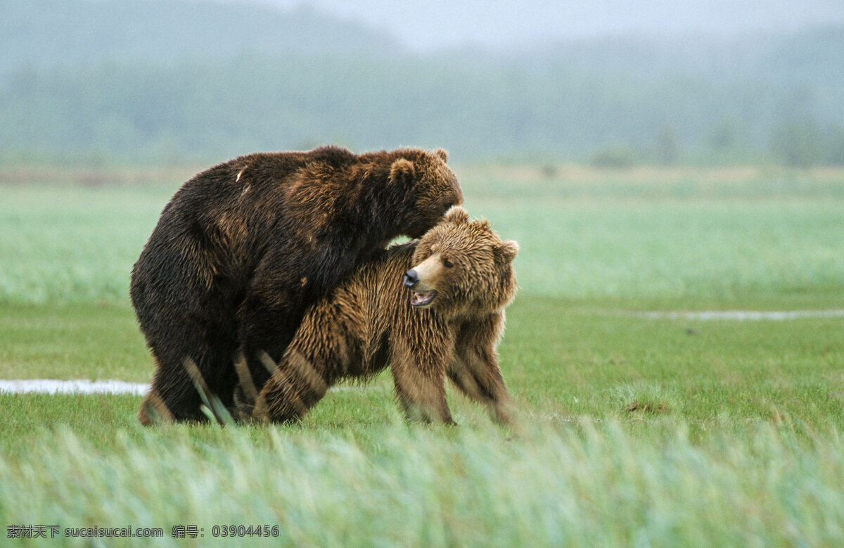 交配 棕熊 脯乳动物 保护动物 熊 狗熊 野生动物 动物世界 摄影图 陆地动物 生物世界