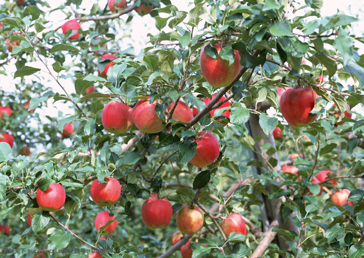 苹果 水果 红色 园林风光 自然景观 田园风光 水果摄影 摄影图库 水果蔬菜 餐饮美食 白色